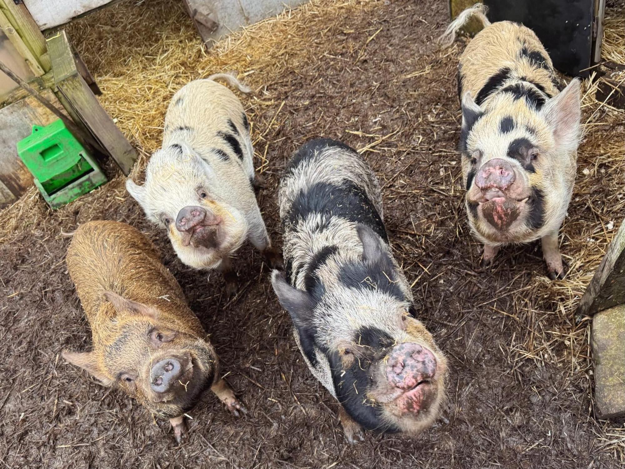 Hallagenna Cottages ボドミン エクステリア 写真